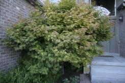 Part of Japanese maple dying - disease or pest?